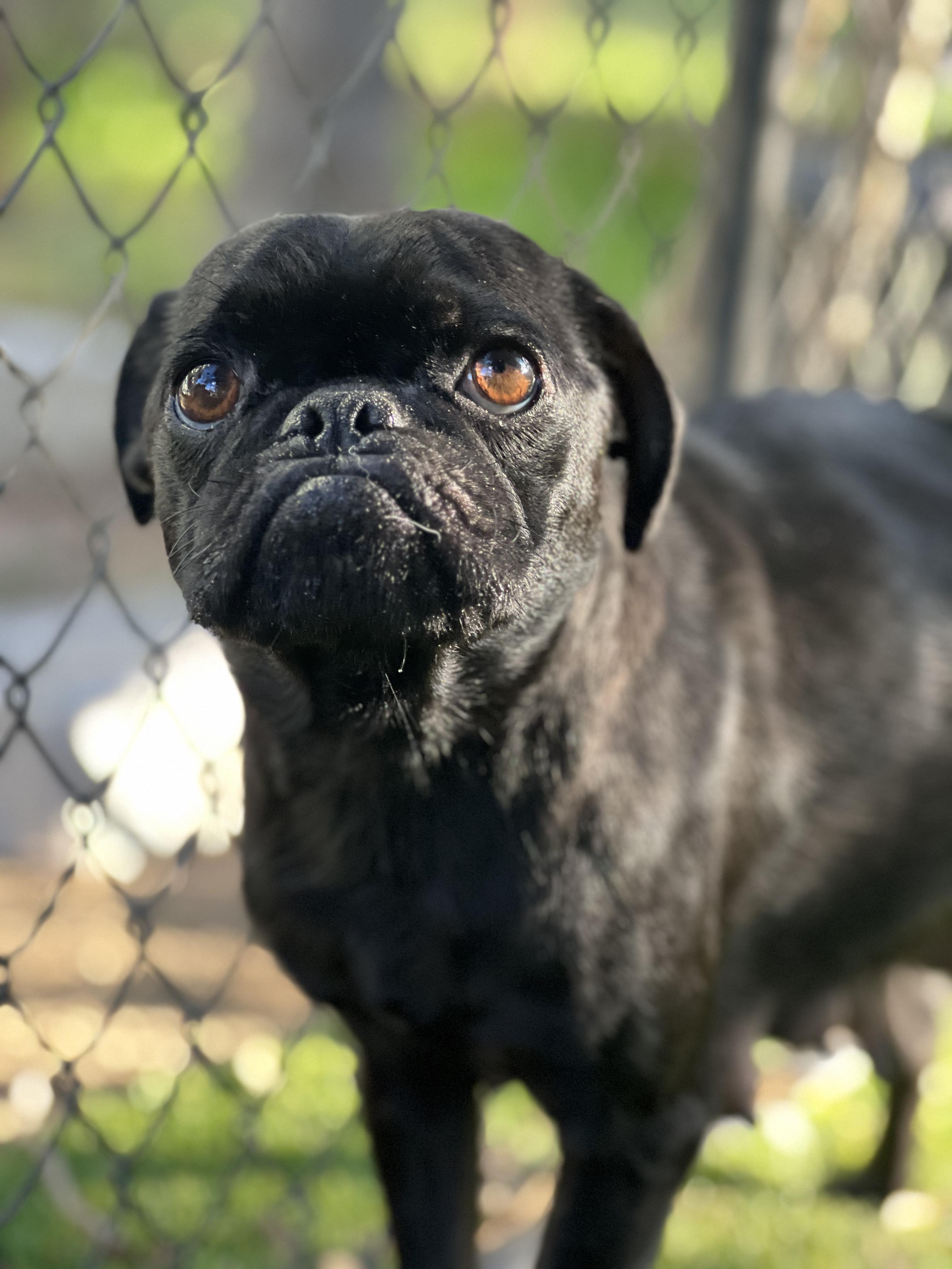 Polliwog, ADOPTABLE, Young Female Pug.