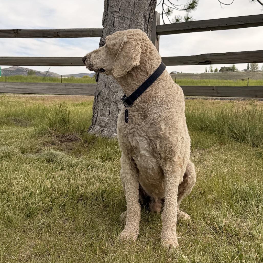 Sam, a Adoptable Mixed Breed in Park City, UT image 1/6