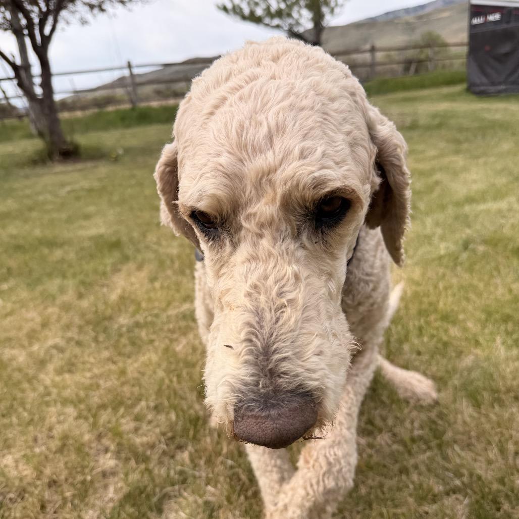 Sam, a Adoptable Mixed Breed in Park City, UT image 2/6