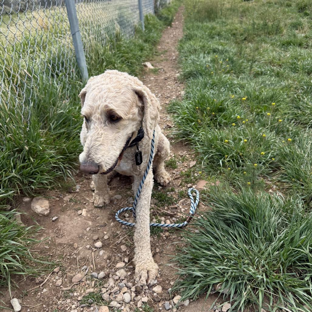 Sam, a Adoptable Mixed Breed in Park City, UT image 3/6