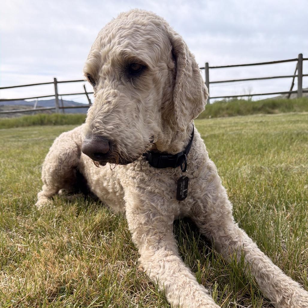 Sam, a Adoptable Mixed Breed in Park City, UT image 4/6