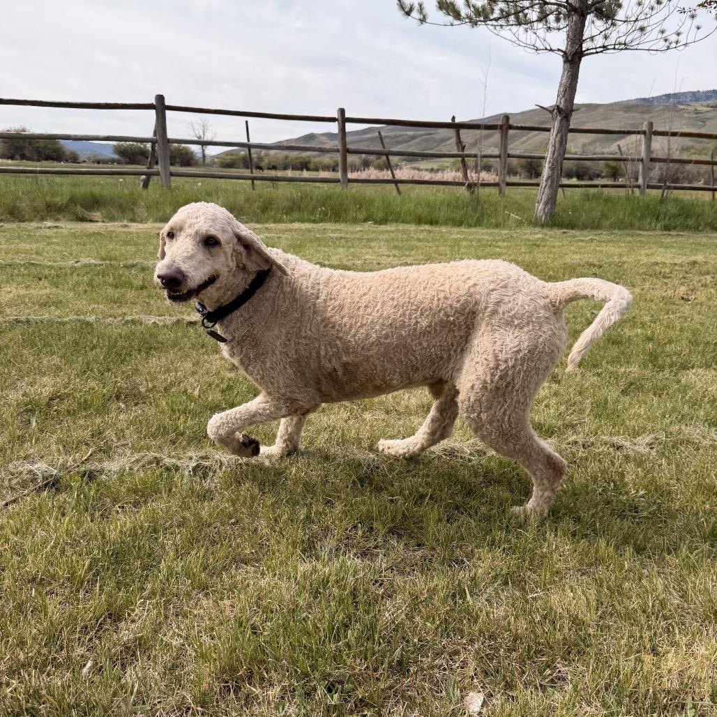 Sam, a Adoptable Mixed Breed in Park City, UT image 5/6