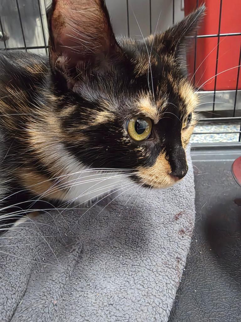 Enlarge Temperance, a Adoptable mixed breed in Angola, IN image 1/2