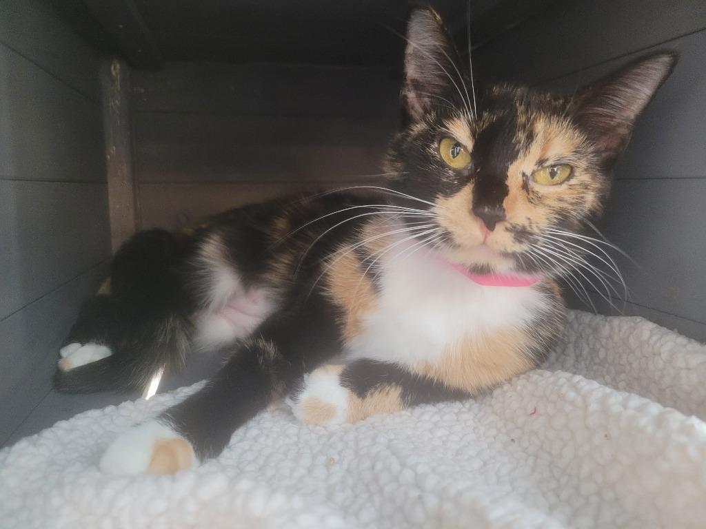 Enlarge Temperance, a Adoptable mixed breed in Angola, IN image 2/2