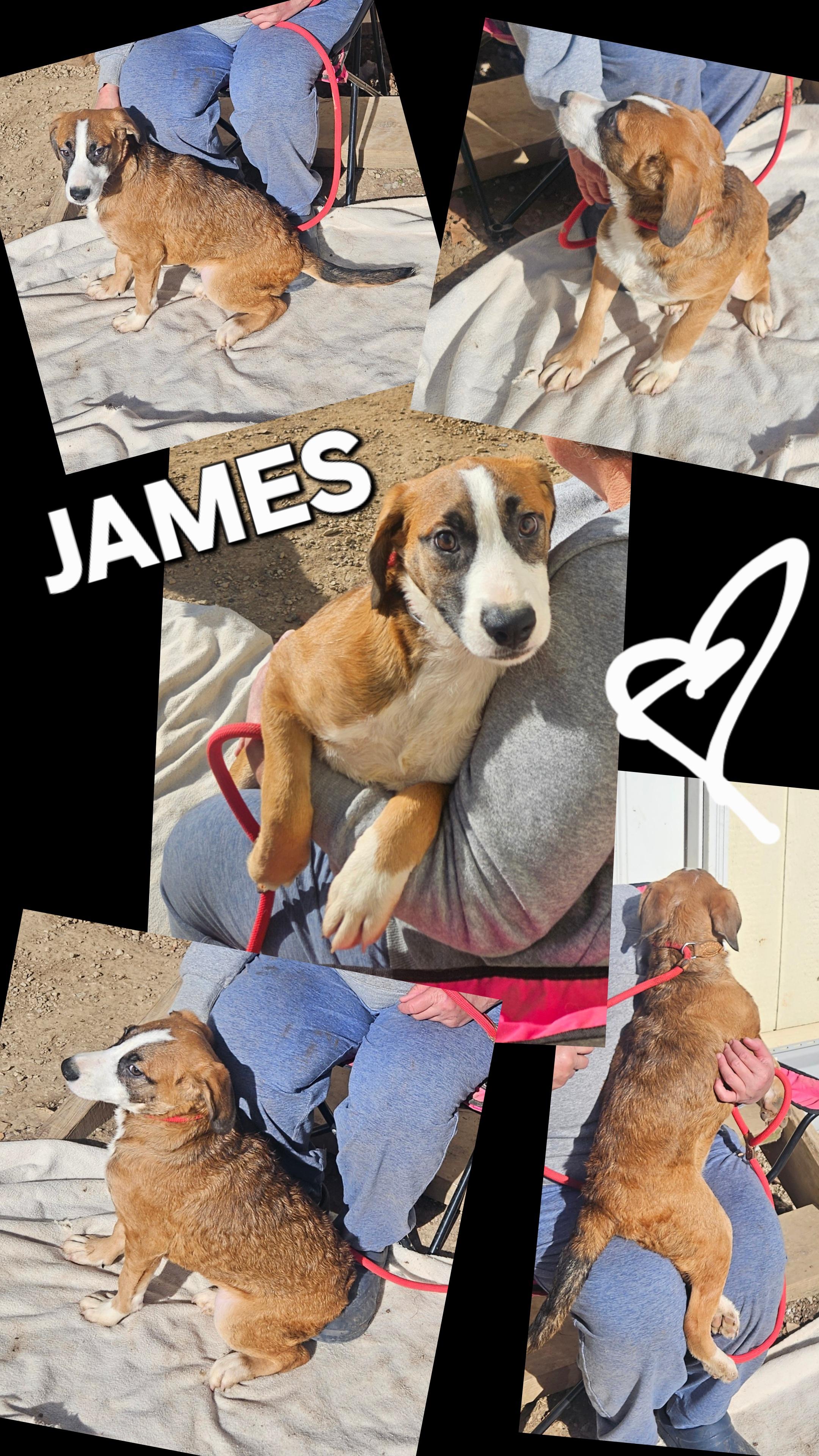Enlarge James - Come Meet Me!, a ADOPTABLE mixed breed in Medfield, MA image 3/6