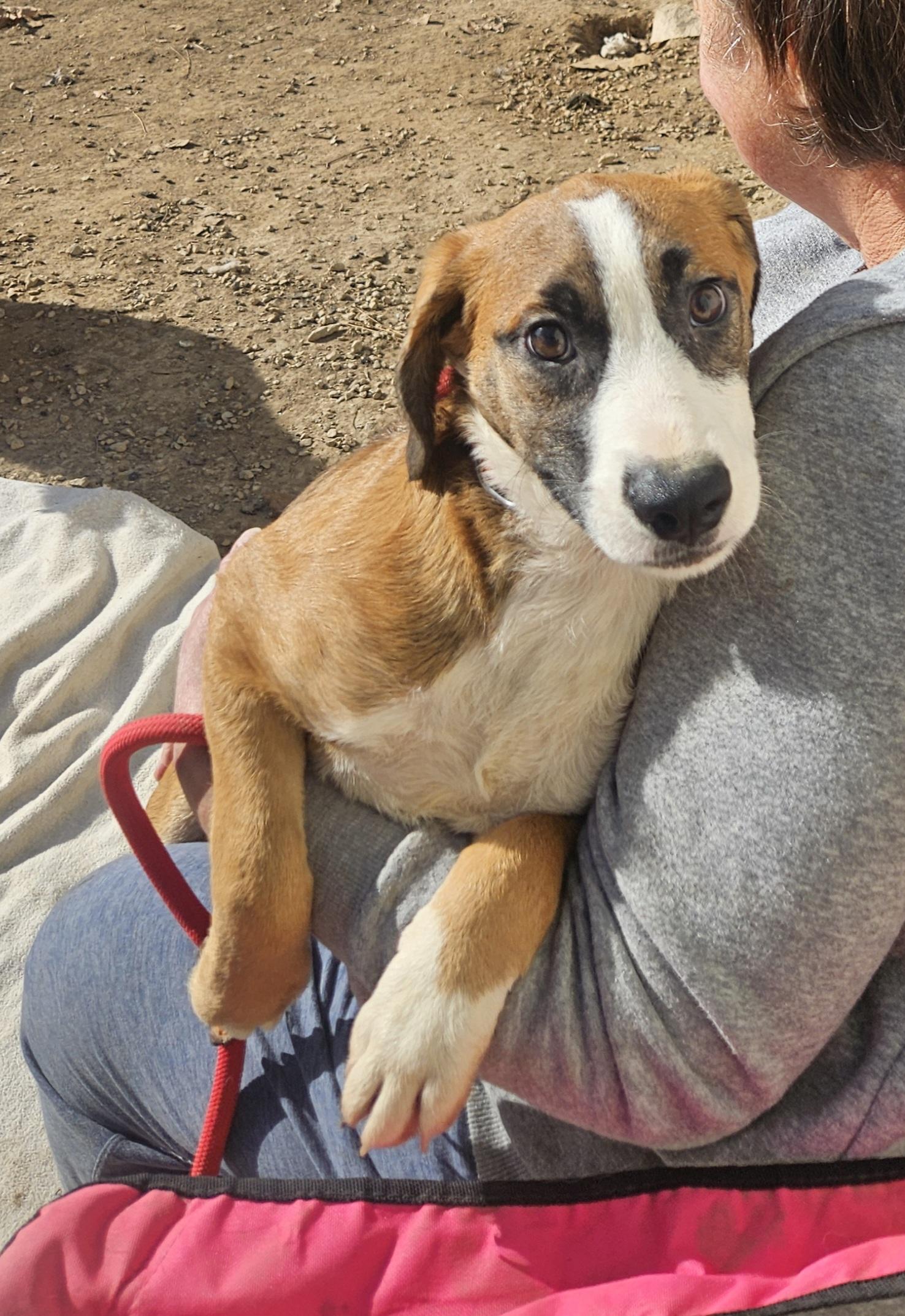 Enlarge James - Come Meet Me!, a ADOPTABLE mixed breed in Medfield, MA image 1/6