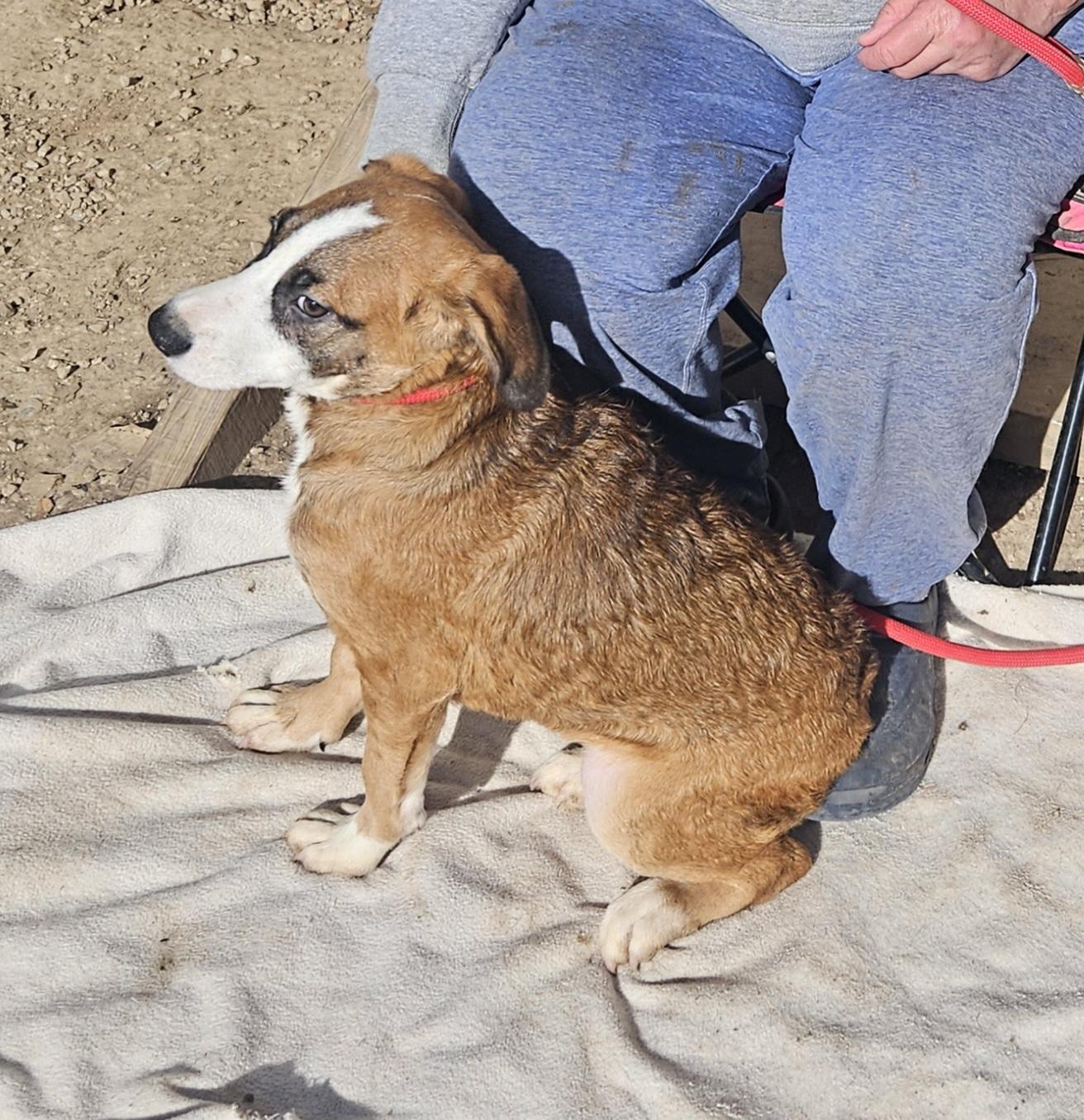 Enlarge James - Come Meet Me!, a ADOPTABLE mixed breed in Medfield, MA image 2/6