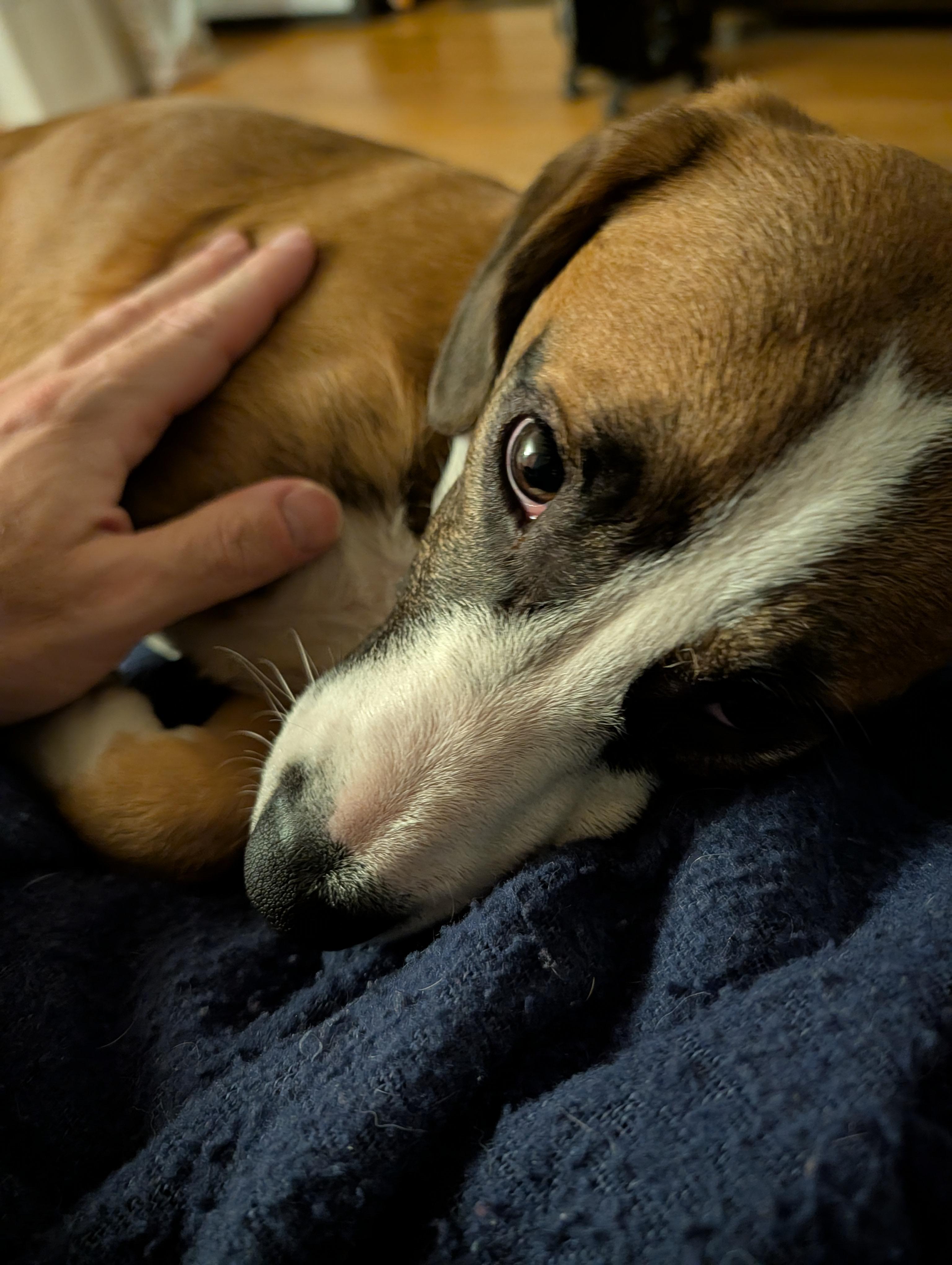 Enlarge James - Come Meet Me!, a ADOPTABLE mixed breed in Medfield, MA image 4/6