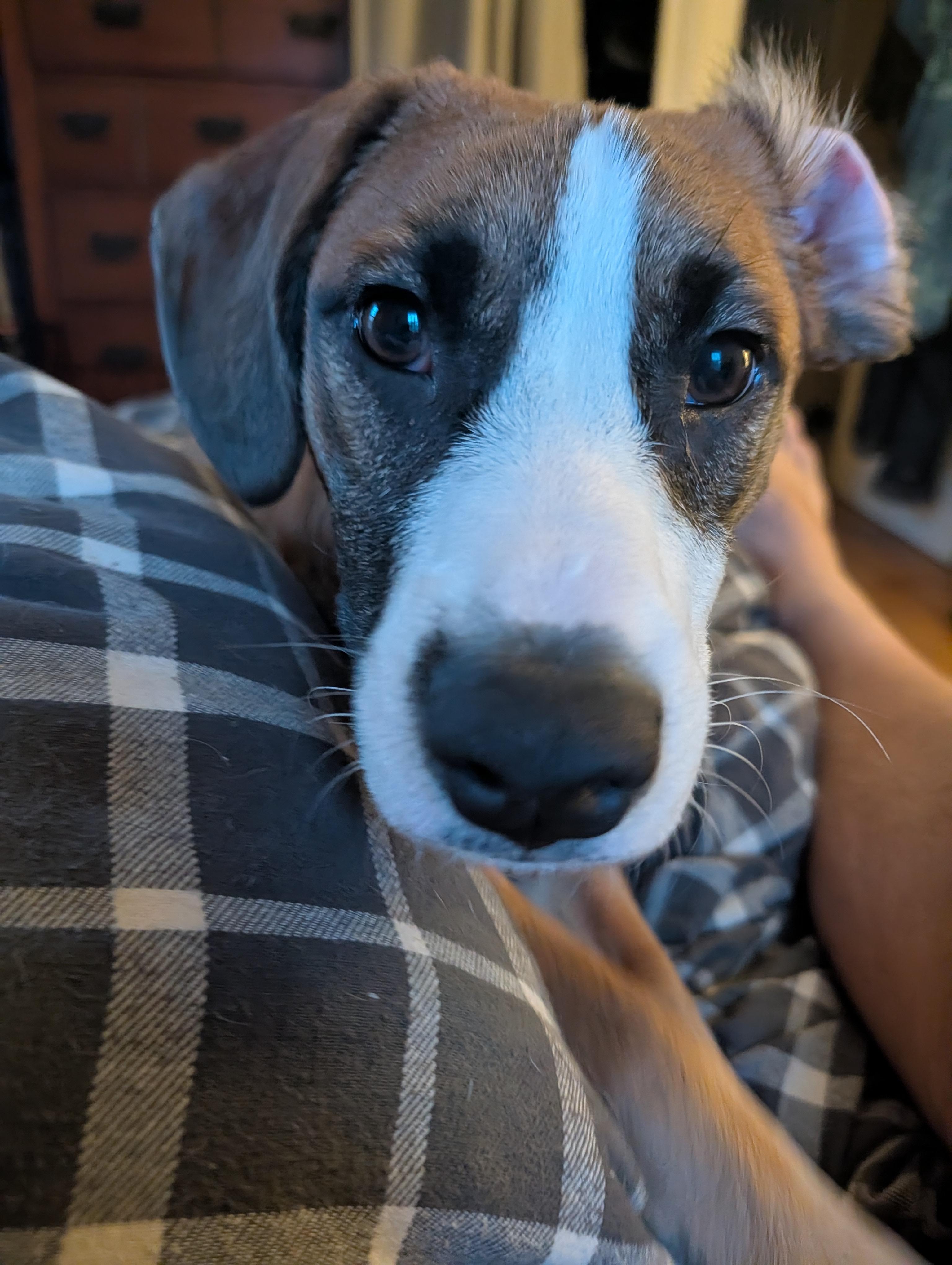 Enlarge James - Come Meet Me!, a ADOPTABLE mixed breed in Medfield, MA image 5/6