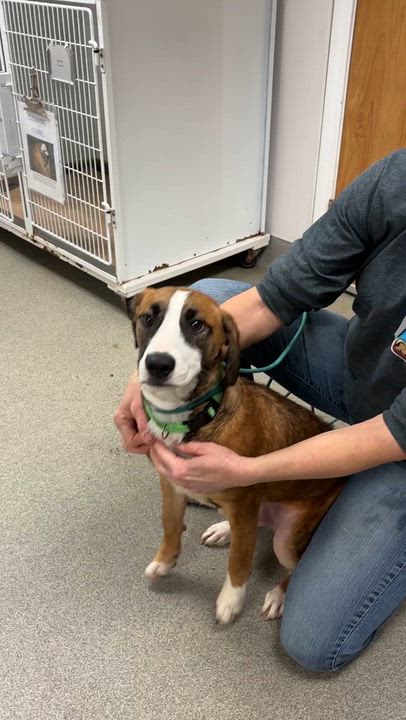 Enlarge James - Come Meet Me!, a ADOPTABLE mixed breed in Medfield, MA video 6/6