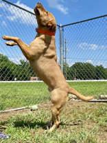 Ryder, Adoptable, Adult Male Labrador Retriever.