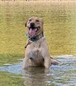Enlarge Ryder, a Adoptable mixed breed in Yellville, AR image 2/3