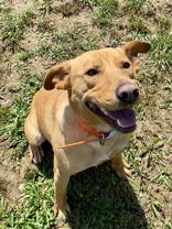 Enlarge Ryder, a Adoptable mixed breed in Yellville, AR image 3/3