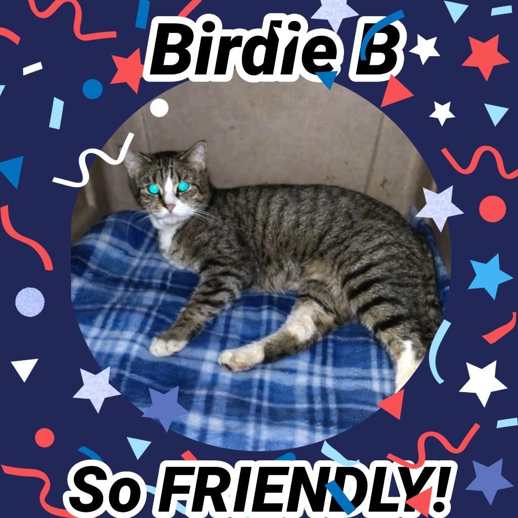 Enlarge Birdie B, a Adoptable mixed breed in LIberty, NY image 1/1
