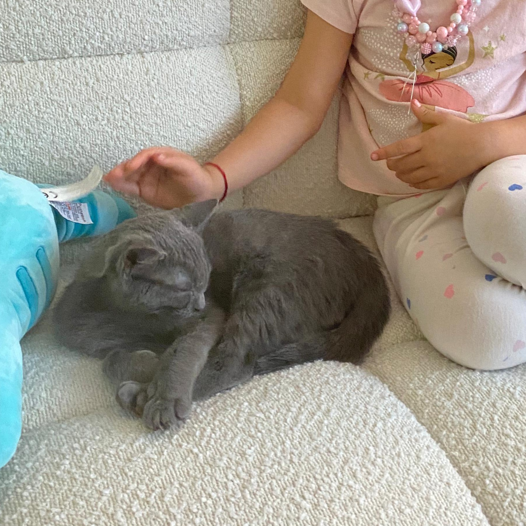 Enlarge Basil and Parsley, an adopted American Shorthair in New York, NY image 3/4