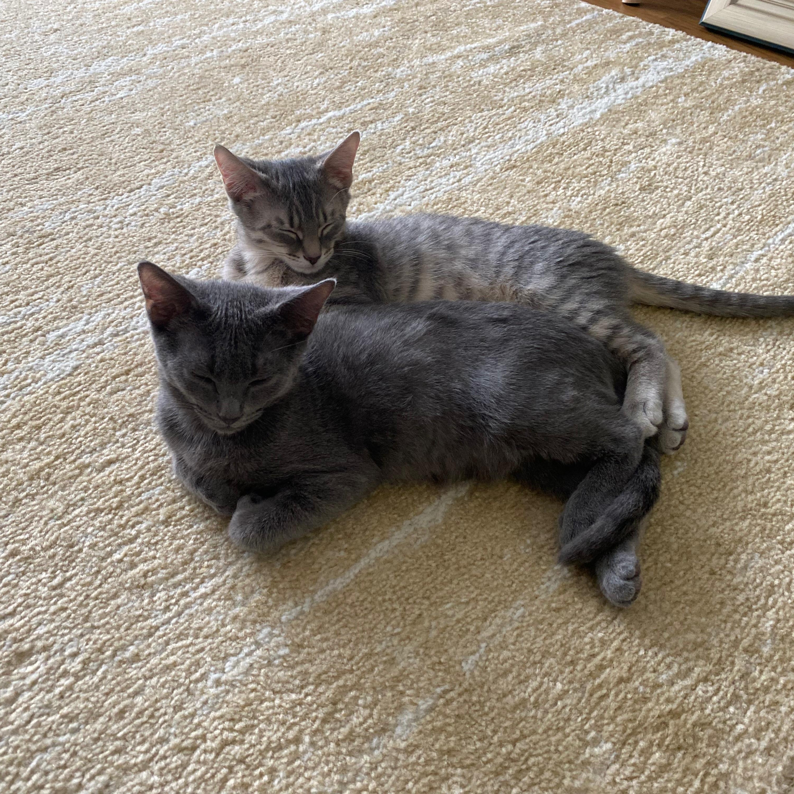 Enlarge Basil and Parsley, an adopted American Shorthair in New York, NY image 2/4