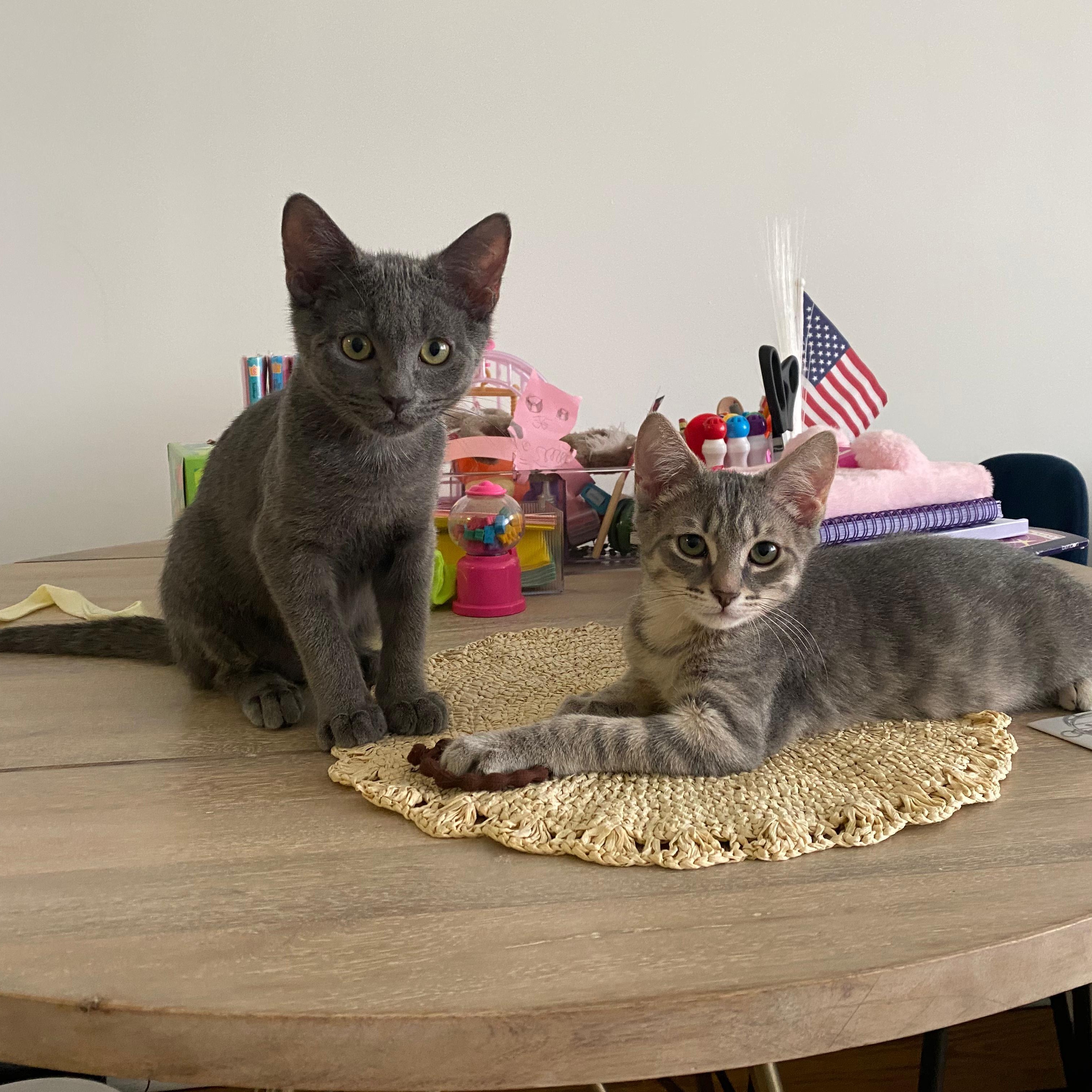 Enlarge Basil and Parsley, an adopted American Shorthair in New York, NY image 1/4