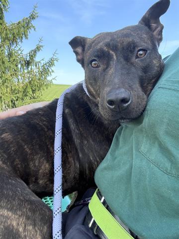 Enlarge DUBAI, a Adoptable Pit Bull Terrier in Dayton, OH image 1/1