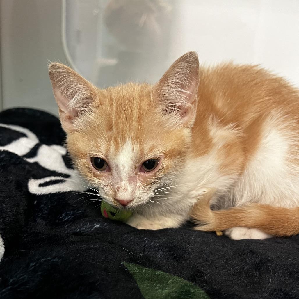 Paddington — thumbnail 2