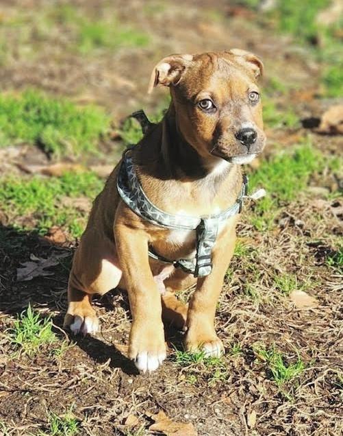 Jingle, a Adoptable mixed breed in Owings, MD image 5/6