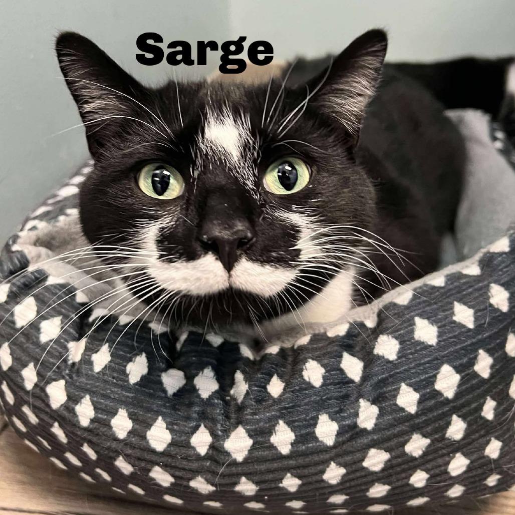 Sarge 251098, Adoptable, Adult Male Domestic Short Hair.