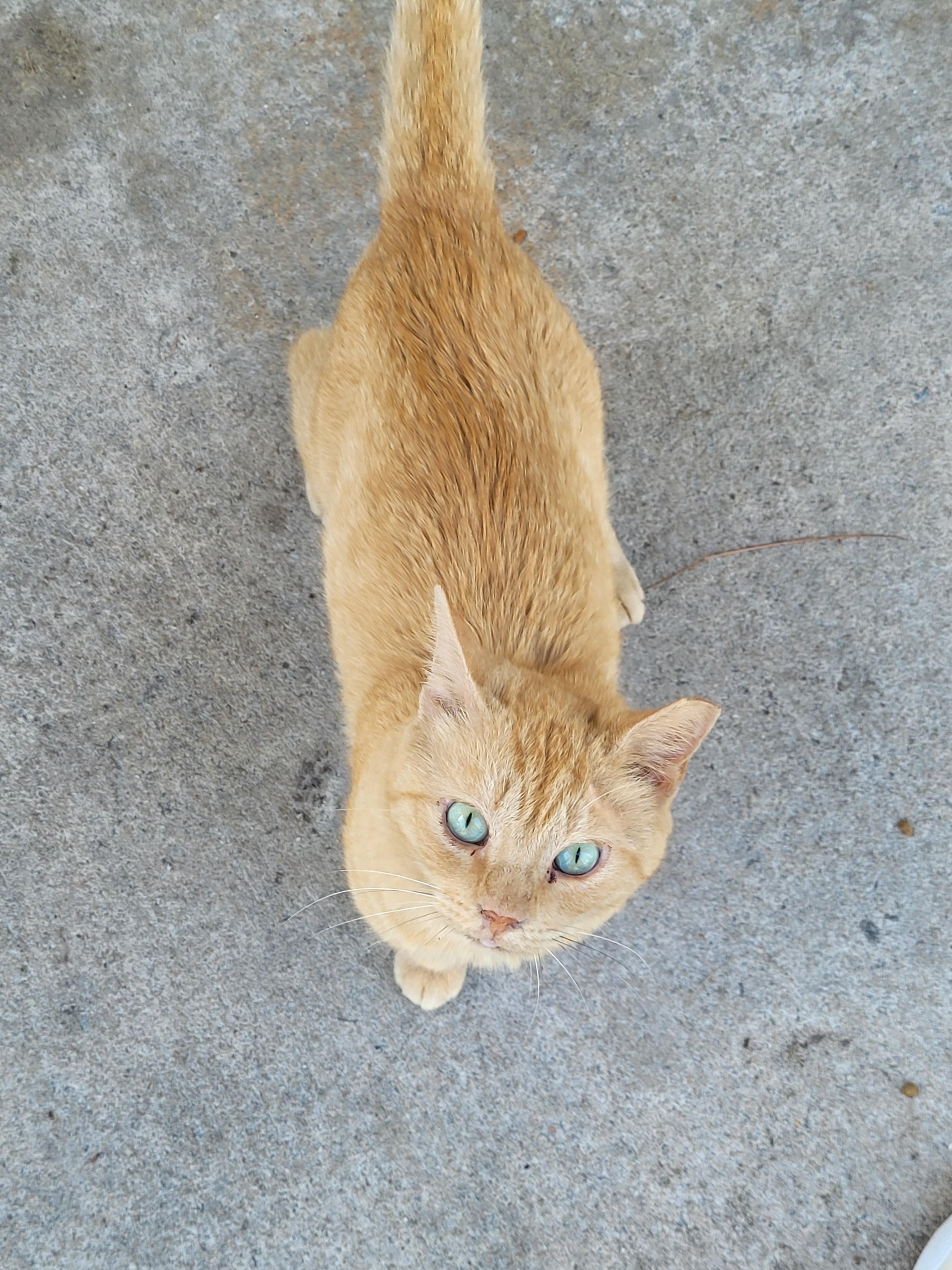 Lightenin, Adoptable, Adult Male Domestic Short Hair.