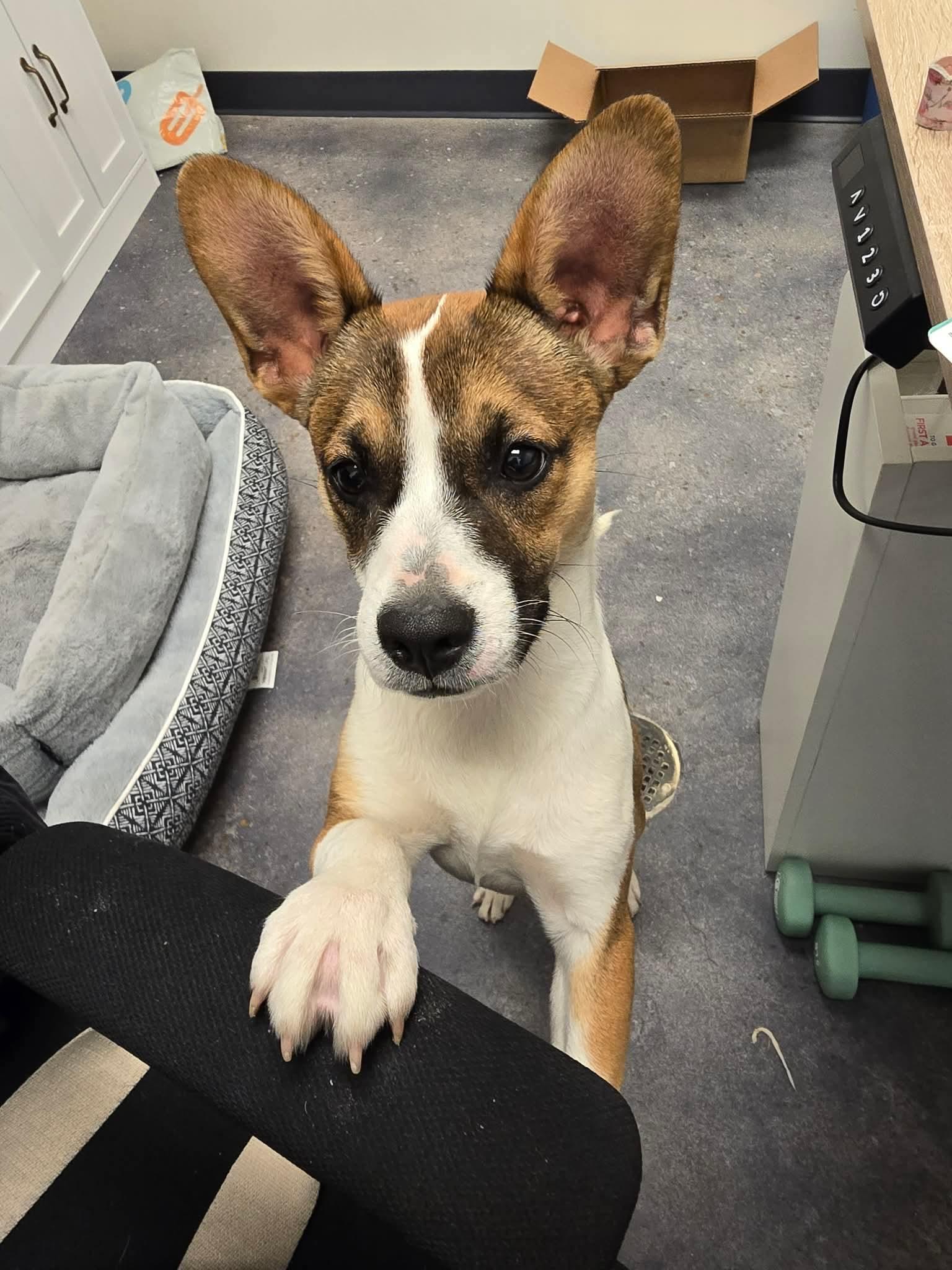 Luna, a ADOPTABLE mixed breed in Tylertown, MS image 2/2