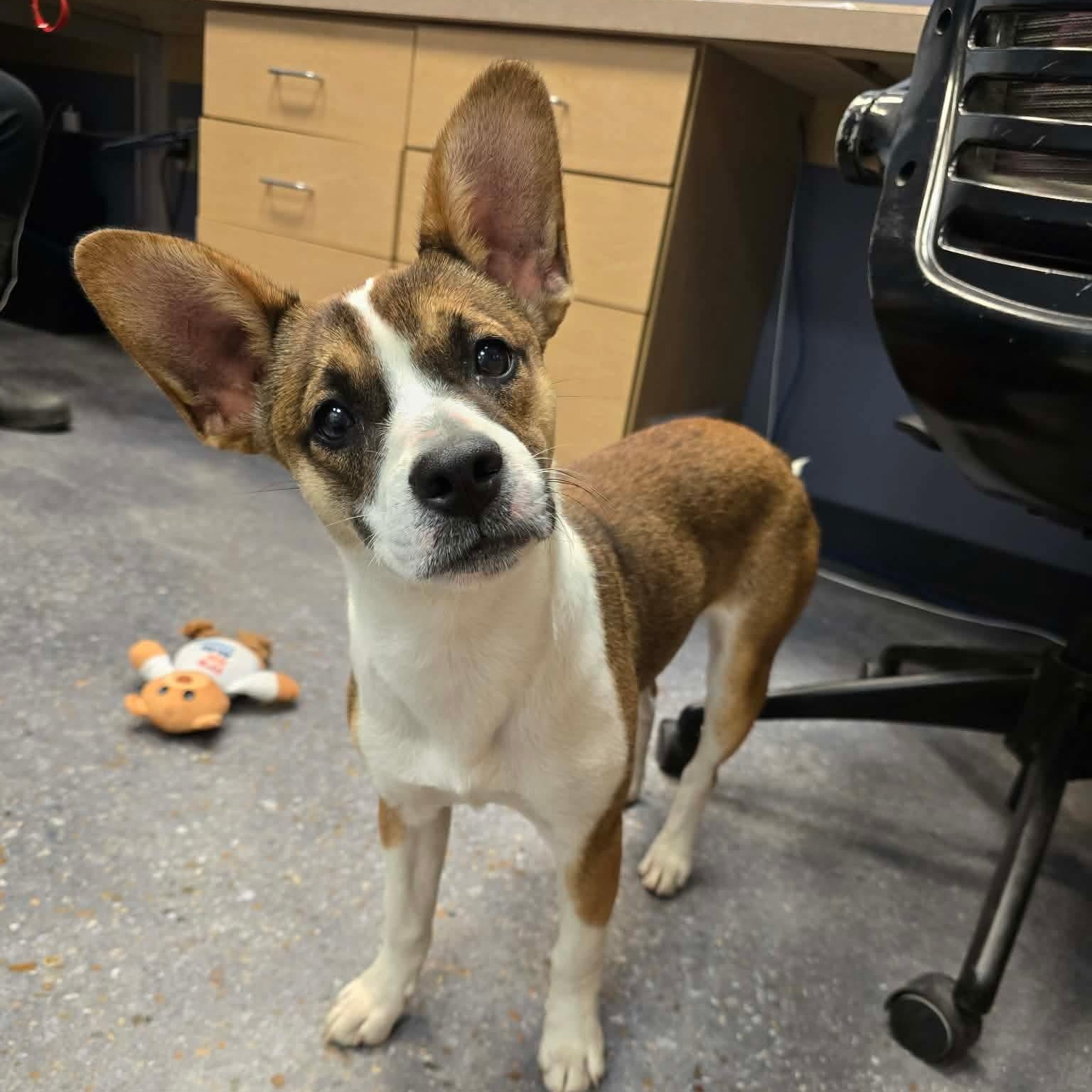 Luna, a ADOPTABLE mixed breed in Tylertown, MS image 1/2