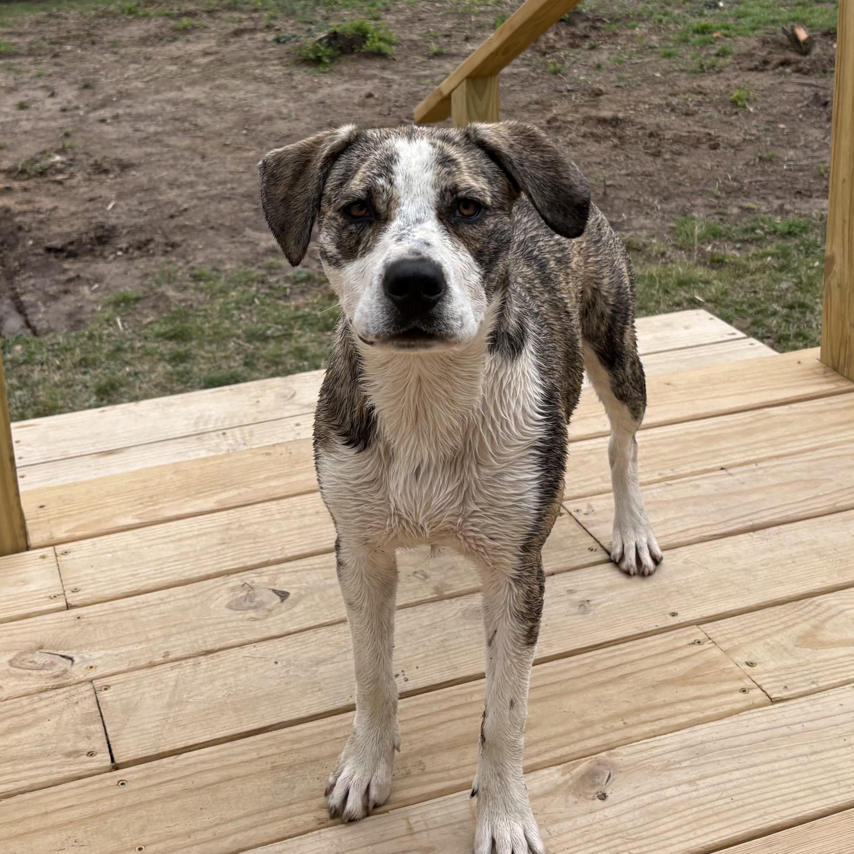 Enlarge Ellie, a Adoptable mixed breed in Colcord, OK image 6/6