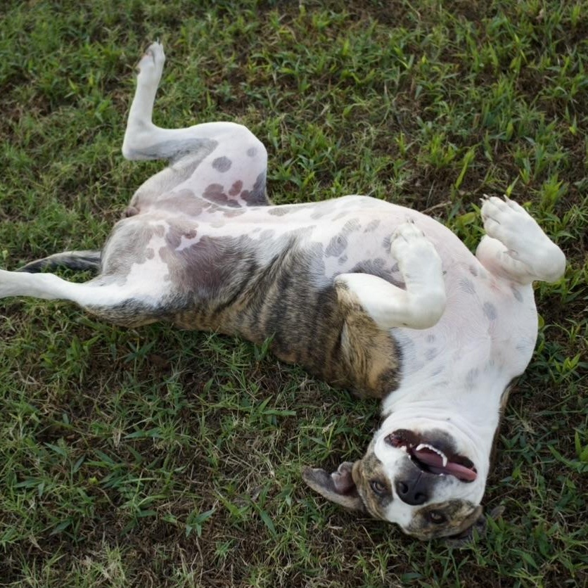 Enlarge Ellie, a Adoptable mixed breed in Colcord, OK image 2/6