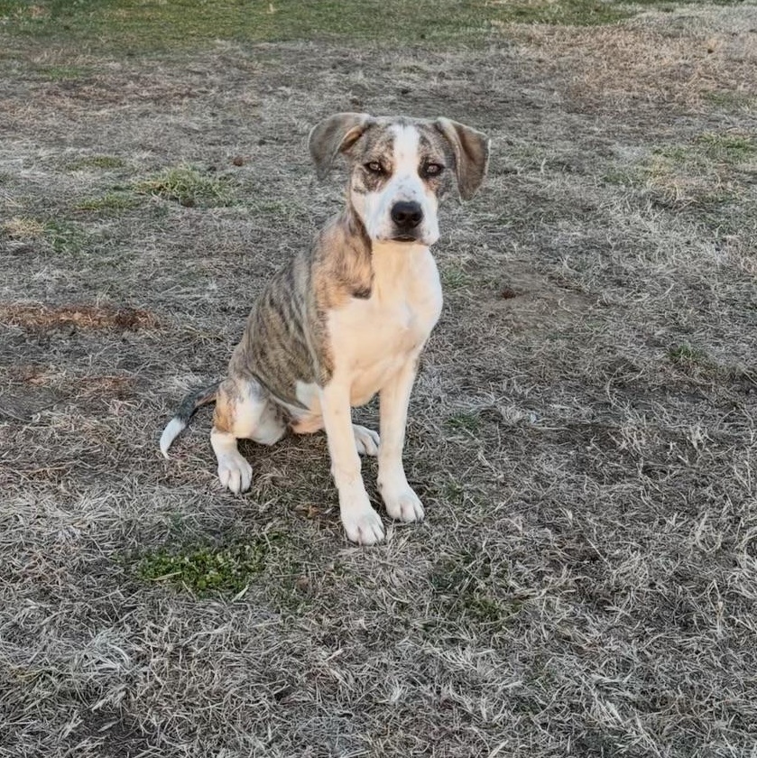Enlarge Ellie, a Adoptable mixed breed in Colcord, OK image 5/6