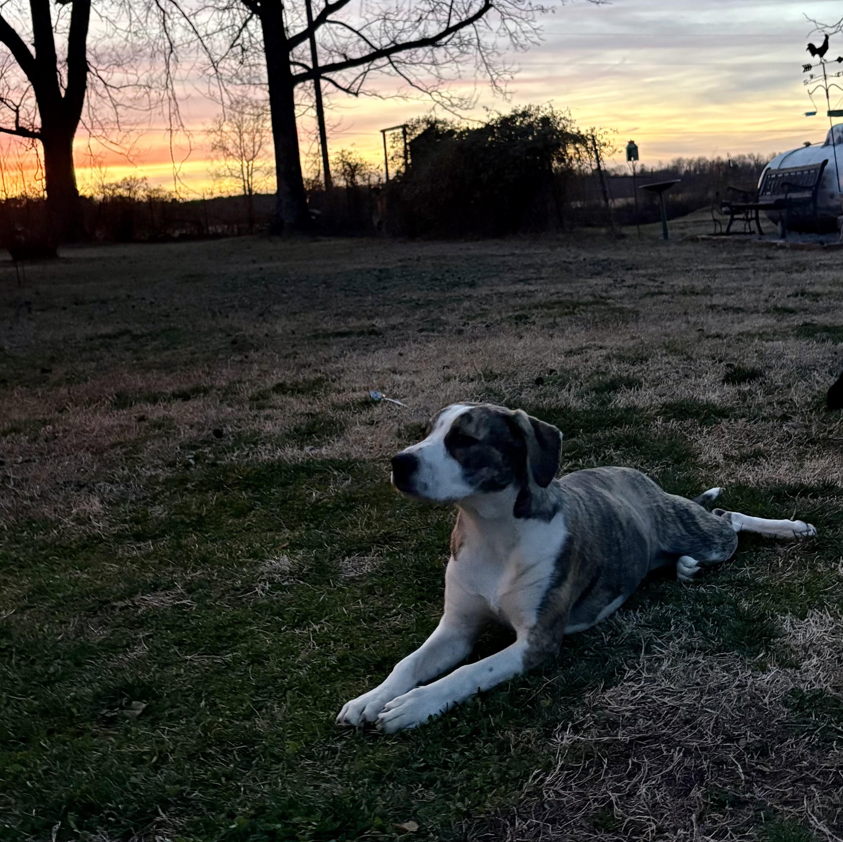 Enlarge Ellie, a Adoptable mixed breed in Colcord, OK image 4/6