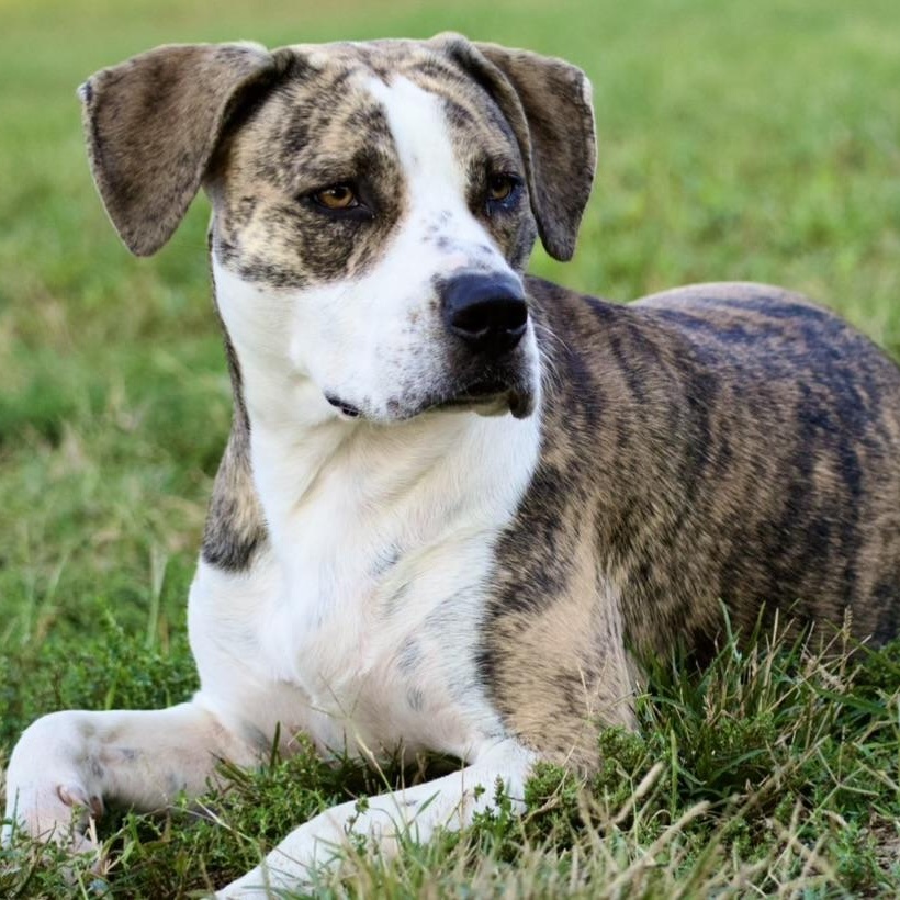 Enlarge Ellie, a Adoptable mixed breed in Colcord, OK image 1/6