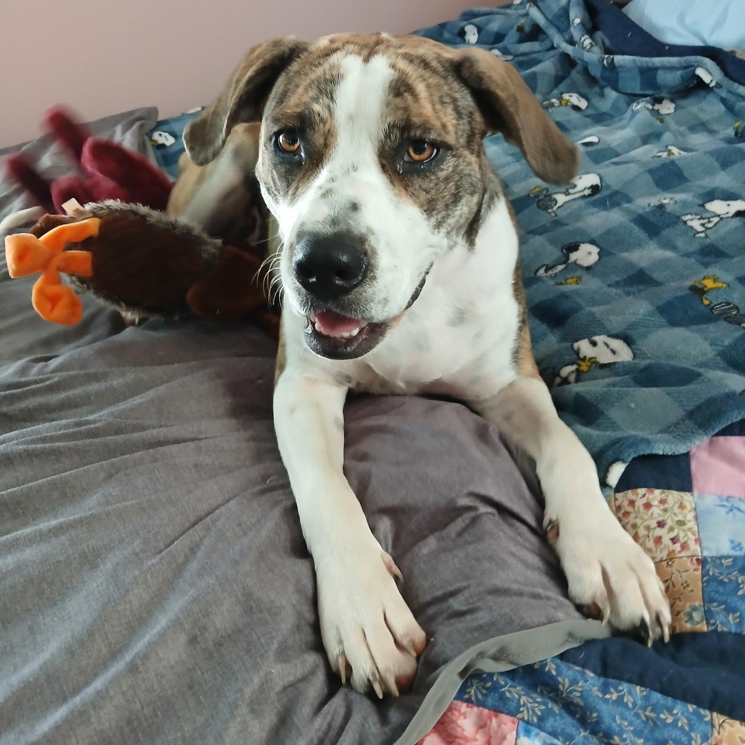 Enlarge Ellie, a Adoptable mixed breed in Colcord, OK image 3/6