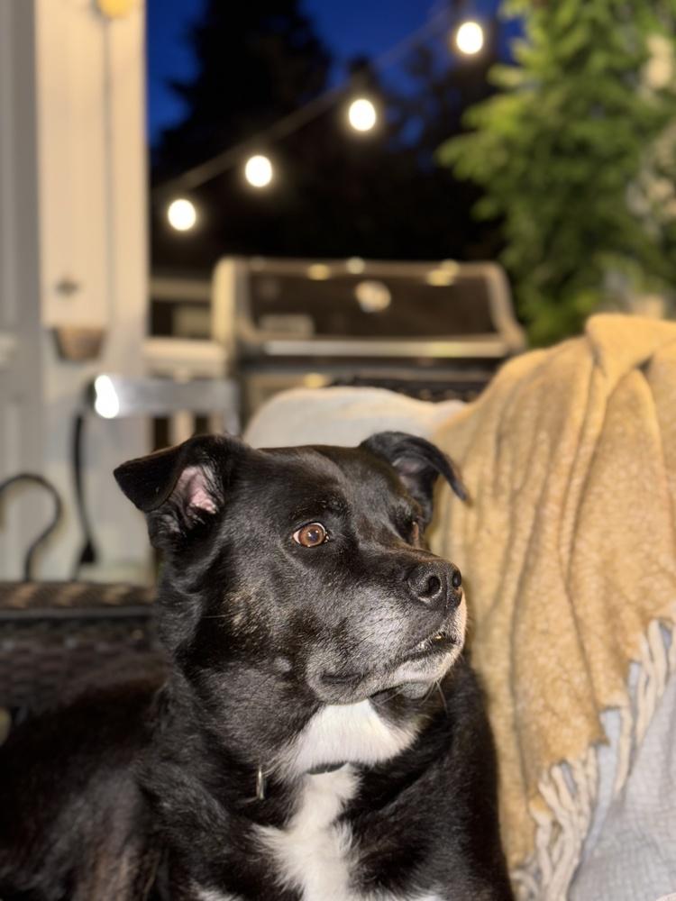 Maggie aka Macy, Adoptable, Adult Female Cattle Dog.