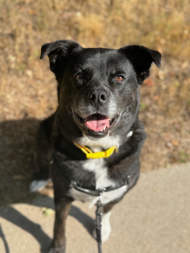 Enlarge Maggie aka Macy, a Adoptable mixed breed in Lafayette, CO image 2/6