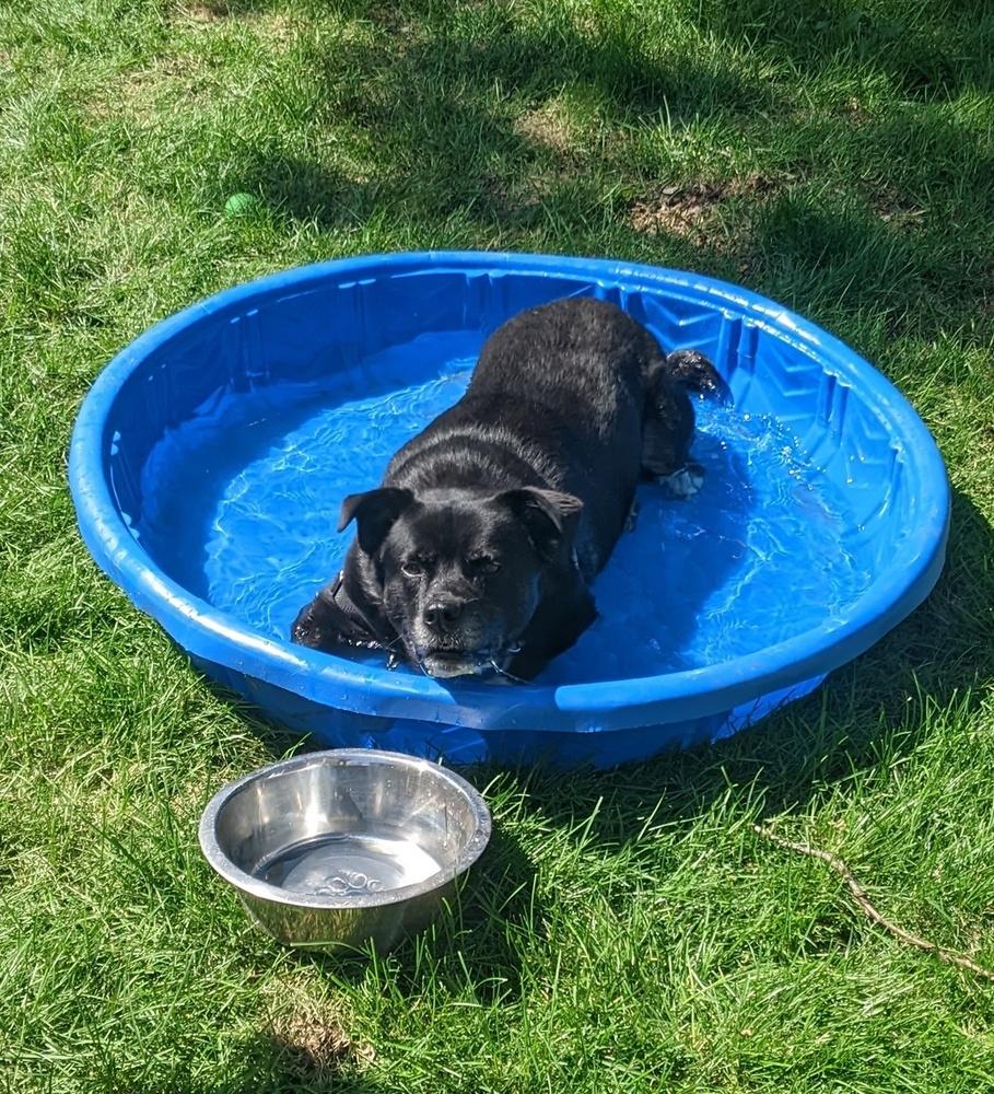 Enlarge Maggie aka Macy, a Adoptable mixed breed in Lafayette, CO image 4/6