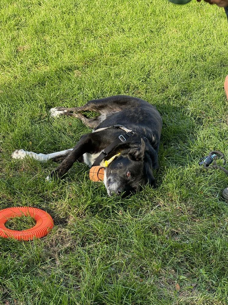 Enlarge Maggie aka Macy, a Adoptable mixed breed in Lafayette, CO image 5/6