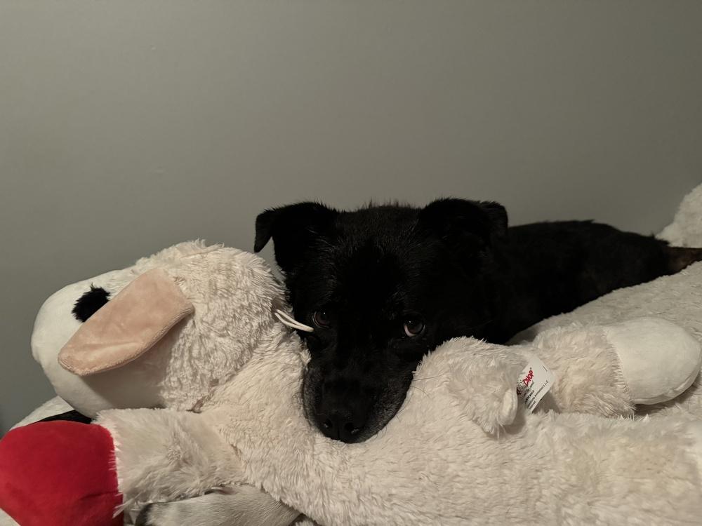 Enlarge Maggie aka Macy, a Adoptable mixed breed in Lafayette, CO image 6/6