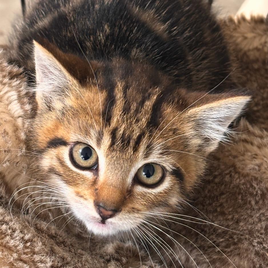 Eleanor, Adoptable, Kitten Female Domestic Short Hair.