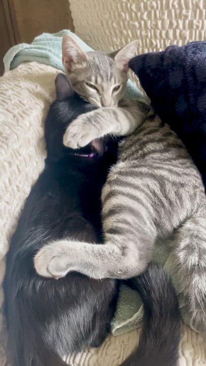 Enlarge Sam & Rikki, a Adoptable mixed breed in Hood River, OR video 2/6