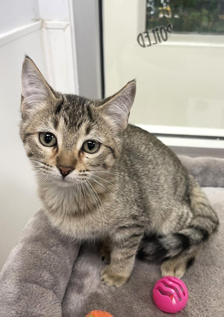 Stuffing, Adoptable, Kitten Female Domestic Medium Hair.