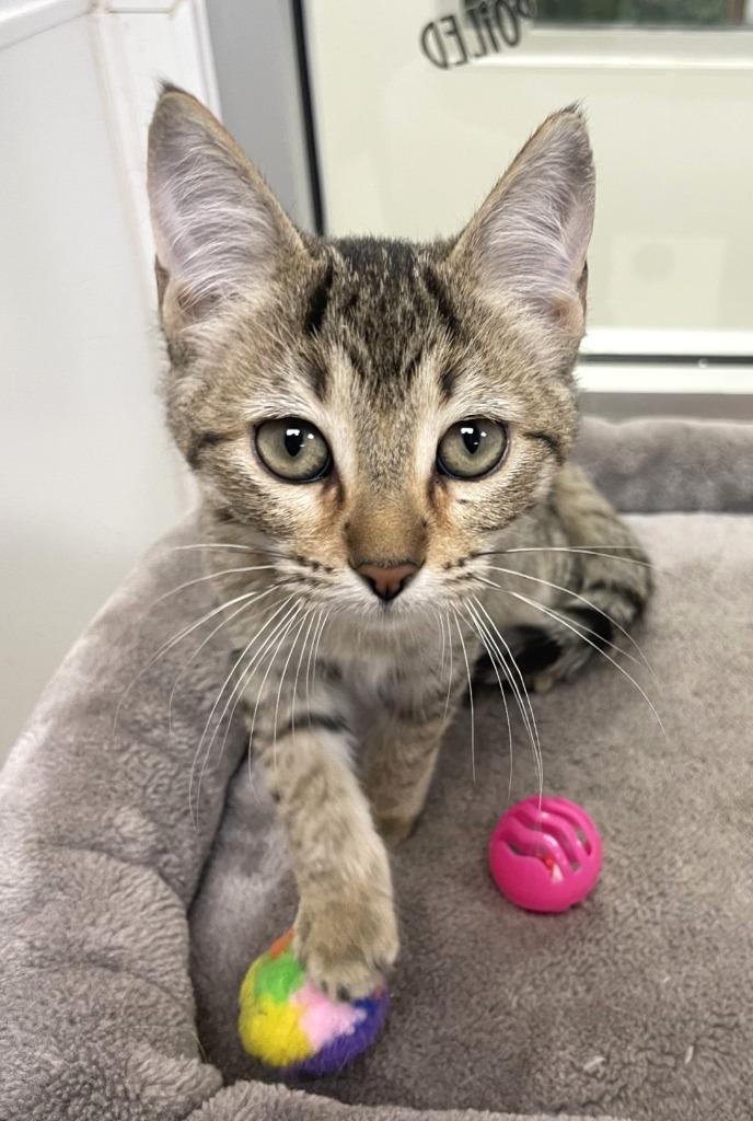 Enlarge Stuffing, a Adoptable mixed breed in Belton, TX image 4/5