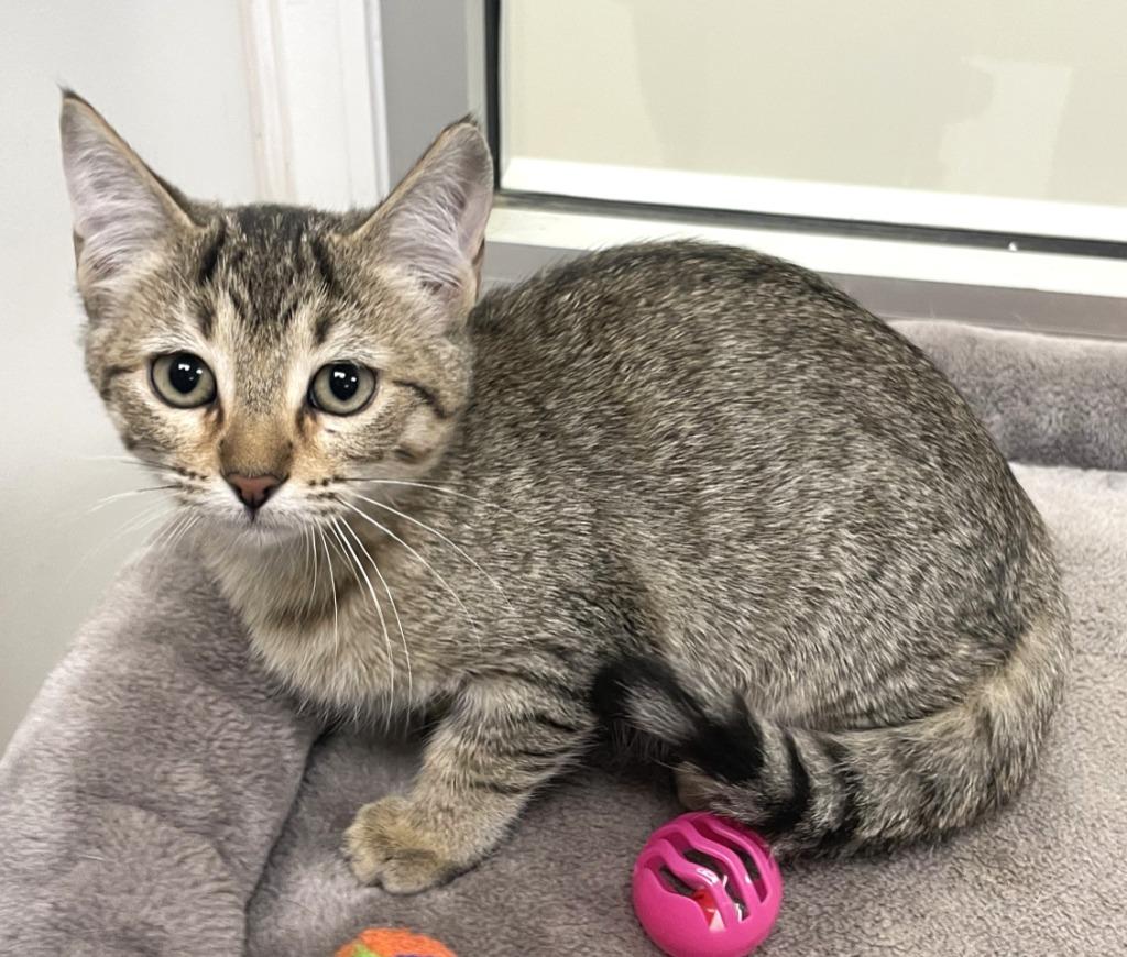 Stuffing, a Adoptable mixed breed in Belton, TX image 2/5