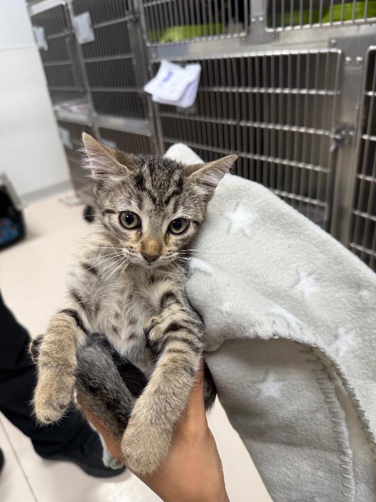 Stuffing, a Adoptable mixed breed in Belton, TX image 3/5