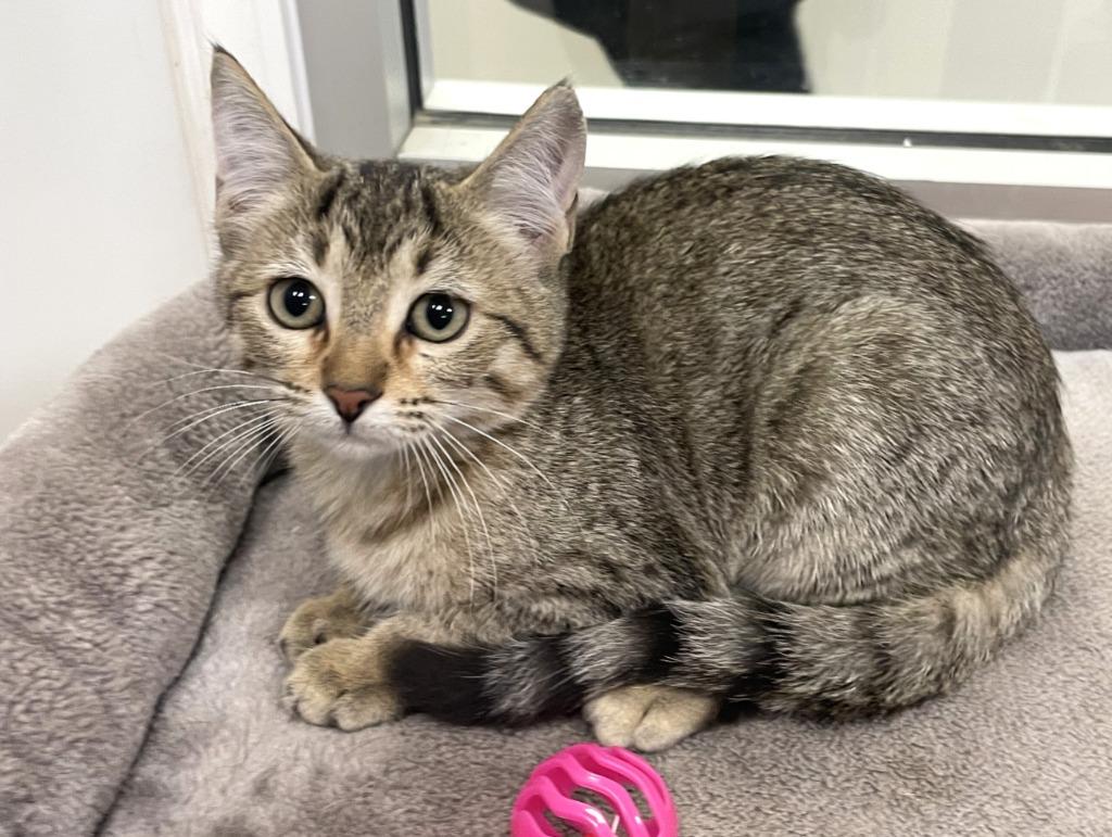 Stuffing, a Adoptable mixed breed in Belton, TX image 4/5