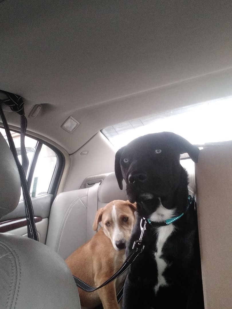 Rose - RICHMOND, IN, Adoptable, Young Female Husky & Yellow Labrador Retriever.