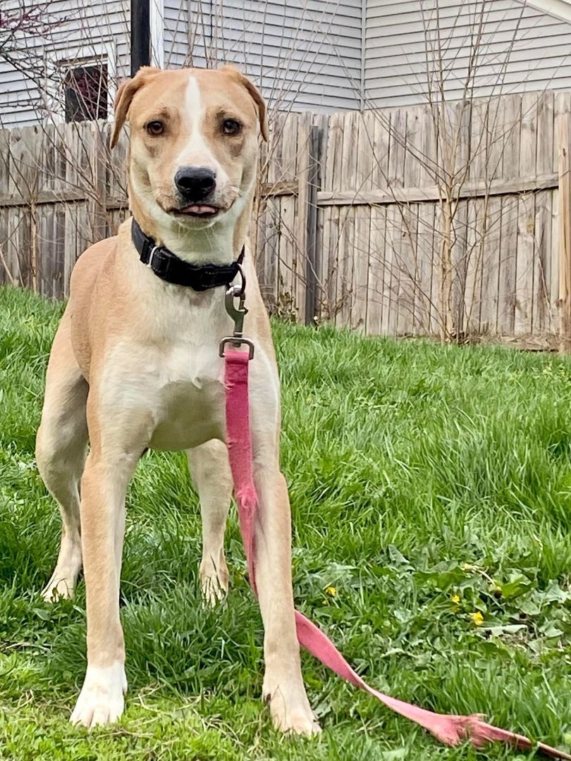 Enlarge Rose - RICHMOND, IN, a Adoptable mixed breed in LOWELL, IN image 2/6