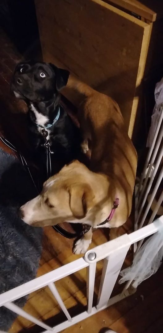 Enlarge Rose - RICHMOND, IN, a Adoptable mixed breed in LOWELL, IN image 3/6