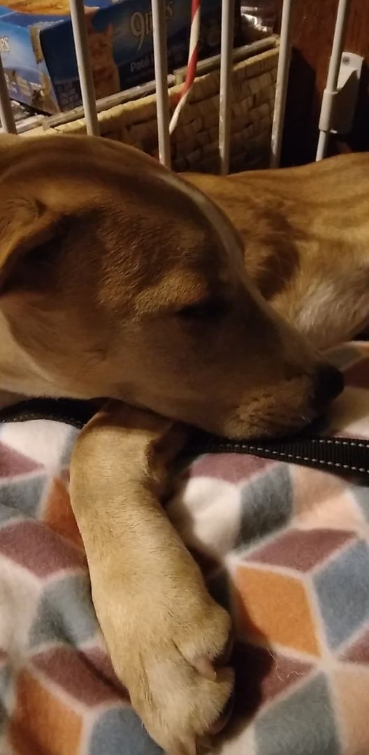 Enlarge Rose - RICHMOND, IN, a Adoptable mixed breed in LOWELL, IN image 4/6